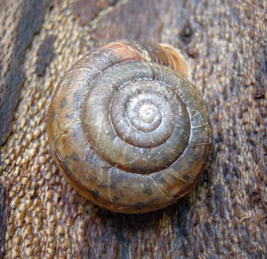 Chilostoma planospira nella faggeta del PNA